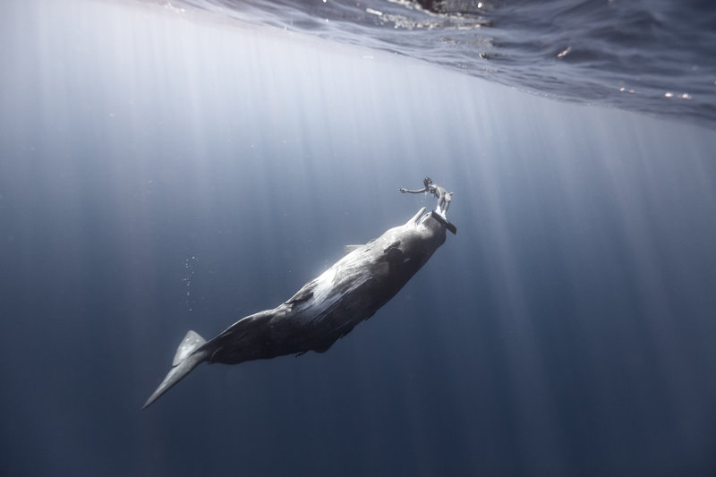 a-freediver-plays-with-a-spermwhale