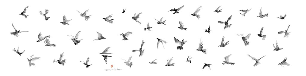 47-birds-maltm_com-11