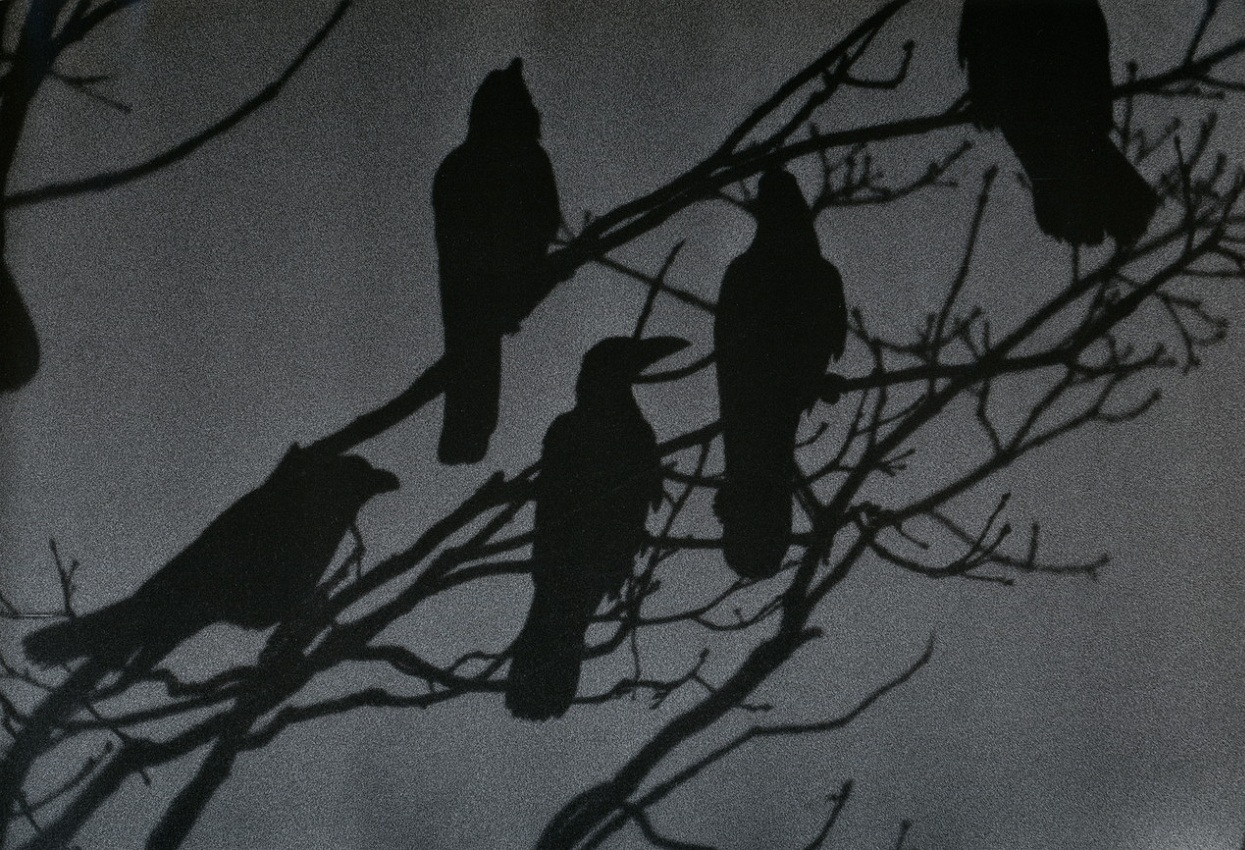 Masahisa-Fukase-The Solitude of Ravens-4