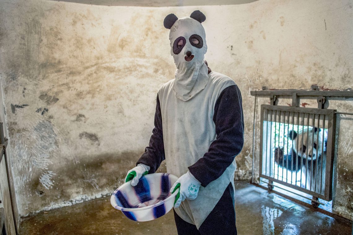 A caretaker cleans the enclosure of a Giant panda that is being trained for release into the wild at the Wolong Nature Reserve managed by the China Conservation and Research Center for the Giant Panda. Caretakers must dress as pandas because the pandas should never see a human being before it is released into the wild.