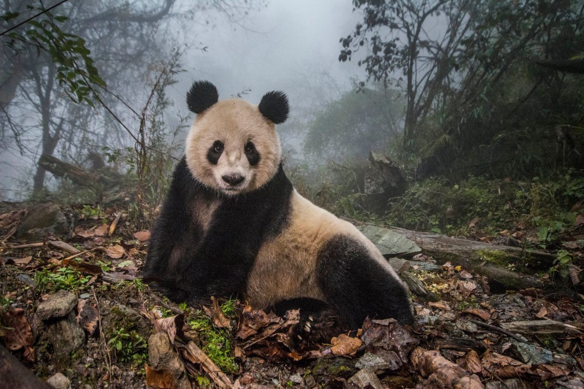 Ye Ye, a 16-year-old giant panda, lounges in a massive wild enclosure at a conservation center in Wolong Nature Reserve. Her 2 year old cub, Hua Yan (Pretty Girl) was released into the wild after two years of "panda training." Her name, whose characters represent Japan and China, celebrates the friendship between the two nations.
