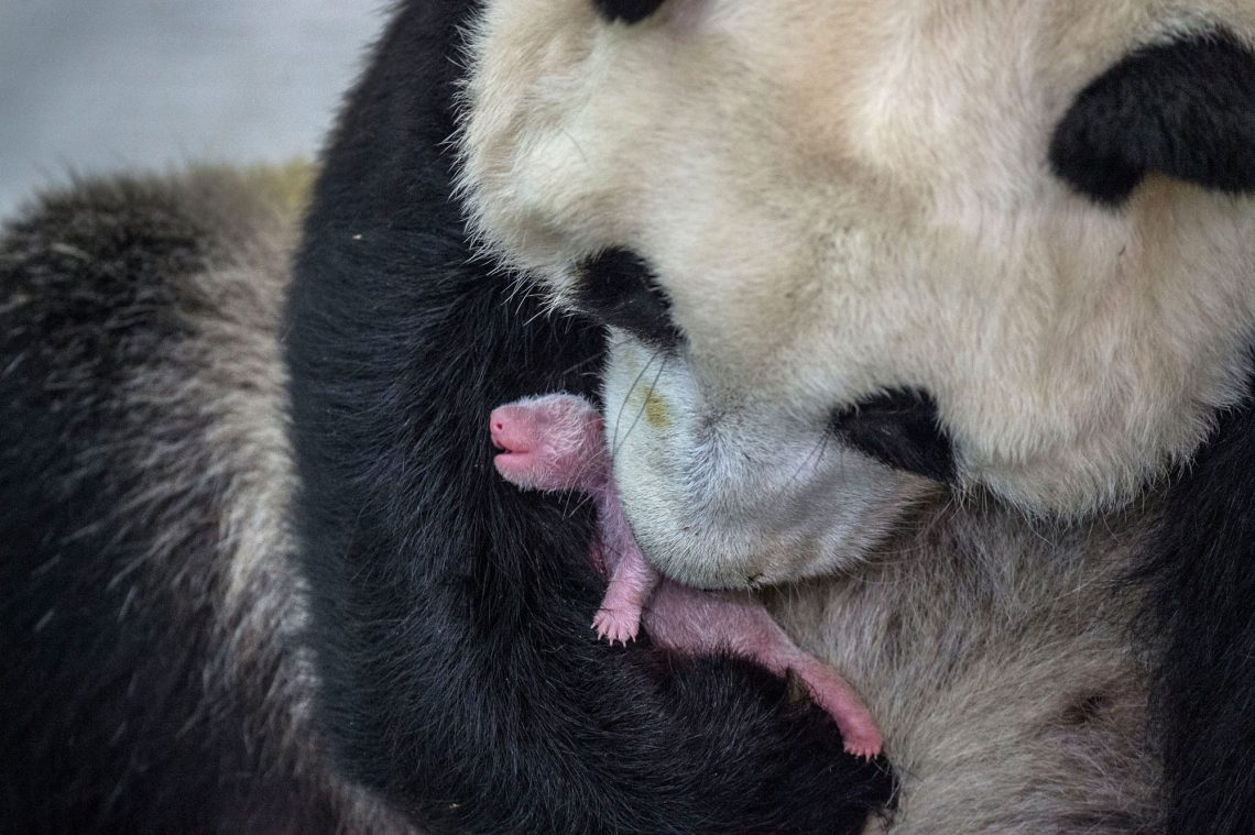 Seven-year-old giant panda Min Min had a baby girl at Bifengxia Giant Panda Breeding and Research Center in Sichuan Province, China . It was 3 long days and nights of waiting for her to give birth and the vets thought it was likely to be a still birth. A very healthy giant panda cub emerged with a loud scream. She is the largest cub born this year to first-time mother Min Min. Giant pandas are born tiny, blind and helpless. The limbs of newborn pandas are so weak that they are not able to stand and for the first two months baby pandas only nurse, sleep, and poo. They are weaned between 8-9 months and a year old.