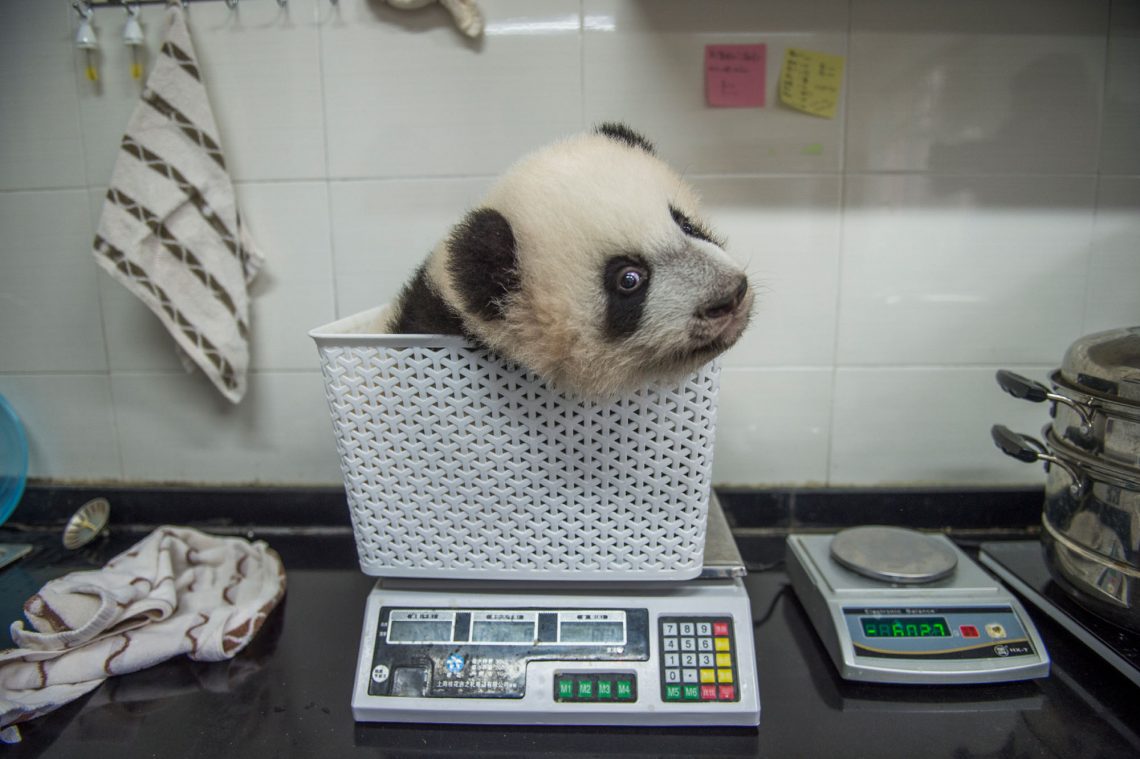 A Baby giant panda cub is weighed at the Bifengxia Giant panda base in Sichuan province, China October 24, 2015. (Photo by Ami Vitale)